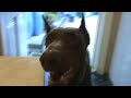 Doberman happy