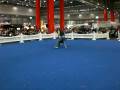 videos de Hunde-Frisbee Teil 2