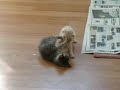 2 Cute Kittens Fighting