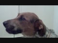 P4A 2011 Rescue Dog Destroys House WE LOVE HER ANYWAYS ASPCA