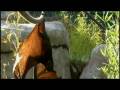 Cool Critters: Fruit Bats - KQED QUEST