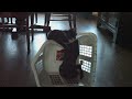 cute kittens playing in the laundry basket