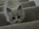 Junie winking