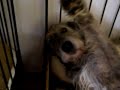 Irish Wolfhounds waking up