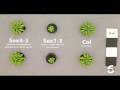 Time-Lapse Characterization of Arabidopsis Starch Metabolism Mutants