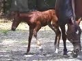 rescue horses on st  simons island georgia