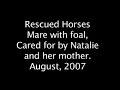 rescue horses on st  simons island georgia