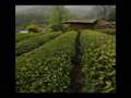 KOREAN TEA GARDEN, CEREMONY & CULTURE