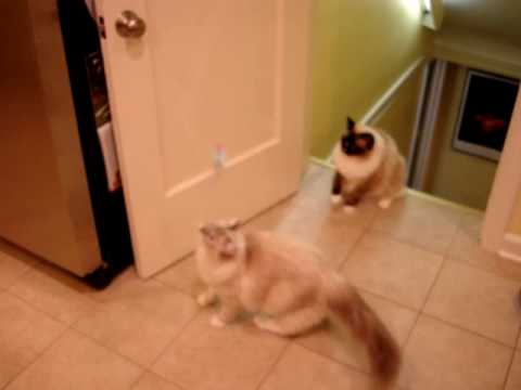 0 Cataction Bungaree