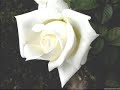ROSAS EN EL MAR ROSAS EN EL MAR