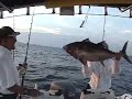 Haulover Tuna Sailfish Kingfish Mutton Fishing Haulover Tuna Sailfish Kingfish Mutton Fishing