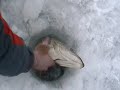Northern Pike Fishing