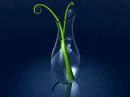 Cinema 4D - Vase
