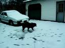 Dog in snow 2 Dog in snow 2