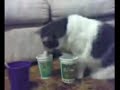Very Persistent Funny Cat Very Persistent Funny Cat