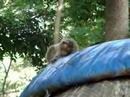 Monkeys Tearing Something Apart