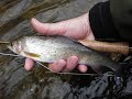 Fly Fishing in the Czech Republic (A Canadian\