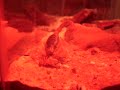Cricket whacked by scorpion!