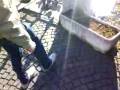 videos de Deplanata piccione