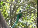 Quetzalbeobachtung in Costa Rica Quetzalbeobachtung in Costa Rica