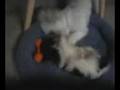 Ginger and Colby Playing Together