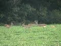 Wallhanger Farms Whitetails
