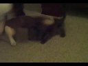 Scrappy Snickers