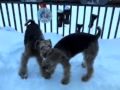 snow dogs