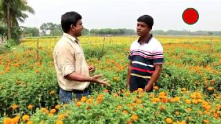 ১০ হাজার টাকা খরচে ৫ মাসে ৩ লাখ টাকা আয়(প্রতি সপতাহে ১৫ হাজার)- গাঁদা ফুলের চাষ