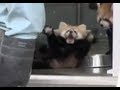 Surprised Red Panda! - YouTube