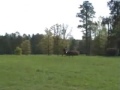Thoroughbred Cross Horse / Cross Country Training