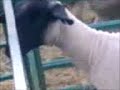 Yelling goat