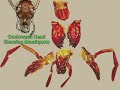 Watch 'Anatomy of a Cockroach 1'