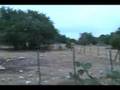 Texas Aoudad