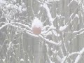 Wintergarden, amid the falling snow ~ Enya
