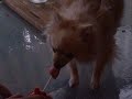bella and her lolly pop