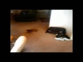videos de Yoshi's fetch game