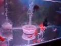 Black Ranchu in 2.5 feet Tank (budjet Setup)
