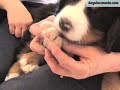 Bernese Mountain Dogs: Pros and cons