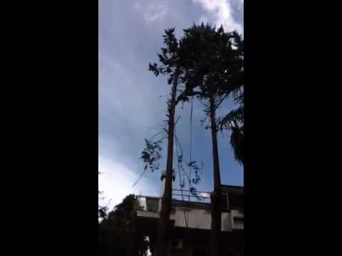 Intervento di abbattimento albero ad alto fusto con tecnica 'tree climbing' Roma 2012
