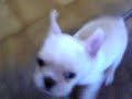 French Bulldog Puppy \"Fuku\" 002 French Bulldog Puppy \"Fuku\" 002