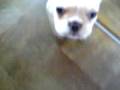 videos de French Bulldog Puppy 