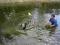 Odo the Emu swimming with \
