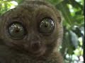 Dramatic Wagner Lemur