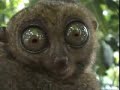 Dramatic Wagner Lemur Dramatic Wagner Lemur