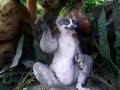 Dramatic Wagner Lemur