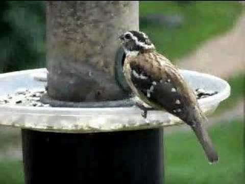 Rose-breasted Grosbeak at Feeder