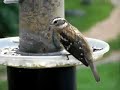 Rose-breasted Grosbeak at Feeder