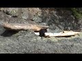 Kayaking Johnstone Strait Kayaking Johnstone Strait