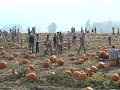 The Pumpkin Patch (part 1)